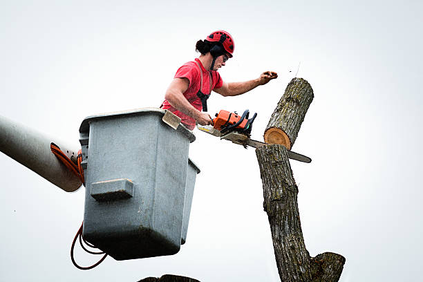 Best Emergency Tree Removal  in Thompsonville, PA